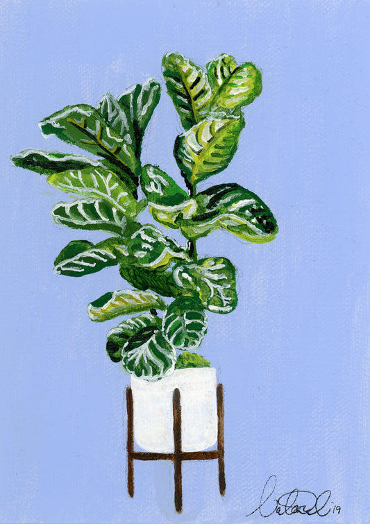 Plant series: Fiddle Fig