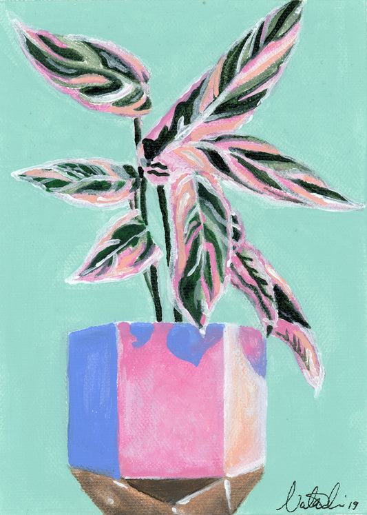 Plant Series: Calathea Pink Princess